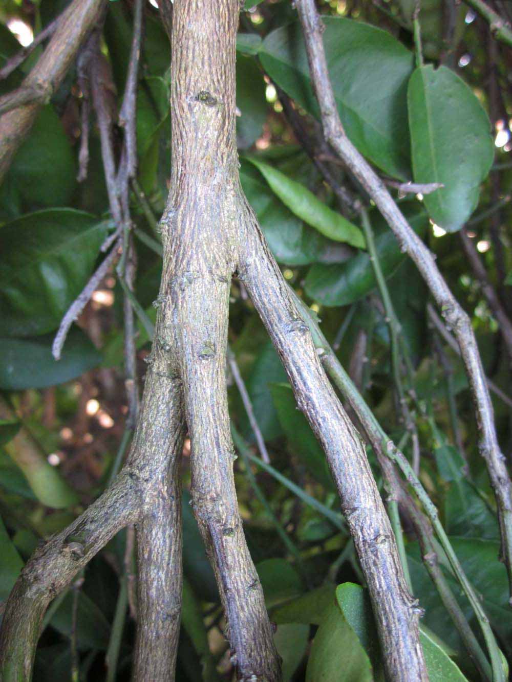              Second - third year twig (Winter Haven, FL)       